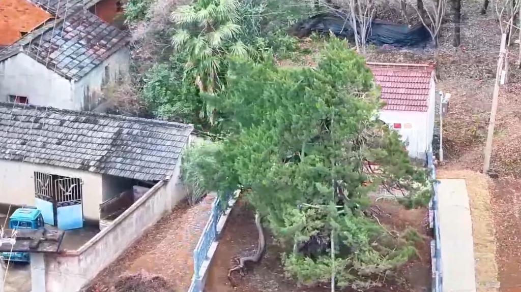 江苏南京：千年古树重现生机