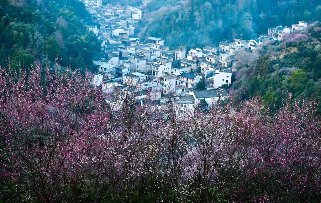 安徽黄山：卖花渔村梅花开