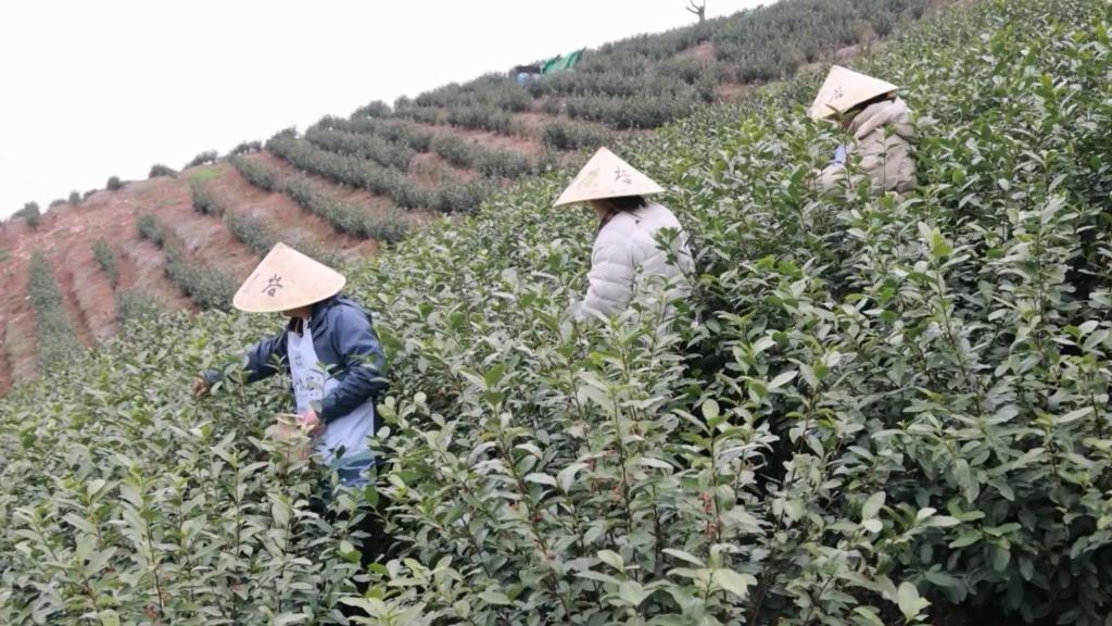 惊蛰时节  浙江杭州多地春茶“抢鲜”开采