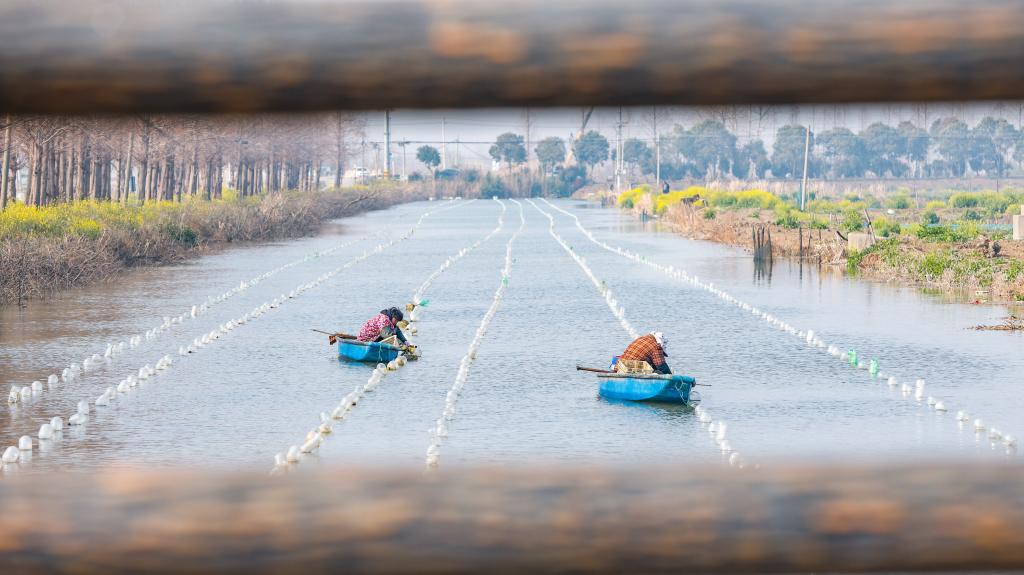 江苏泗洪：初春种蚌忙