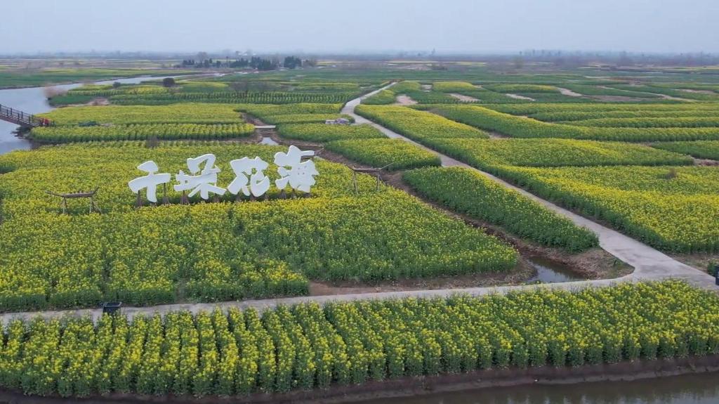 江苏兴化：“赏花经济”赋能乡村振兴
