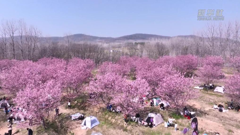 安徽全椒：以花为媒激活乡村“春日经济”
