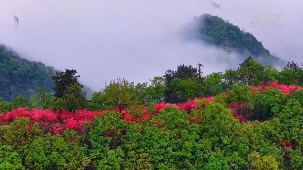 安徽池州：春色尽染映山红