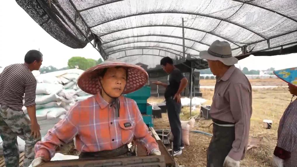 浙江长兴:全自动育秧流水线助力夏种稳产