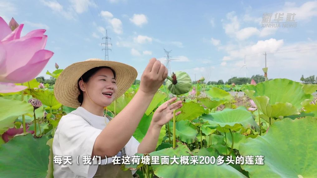 江苏金湖:“水果”莲蓬 “鲜”出水