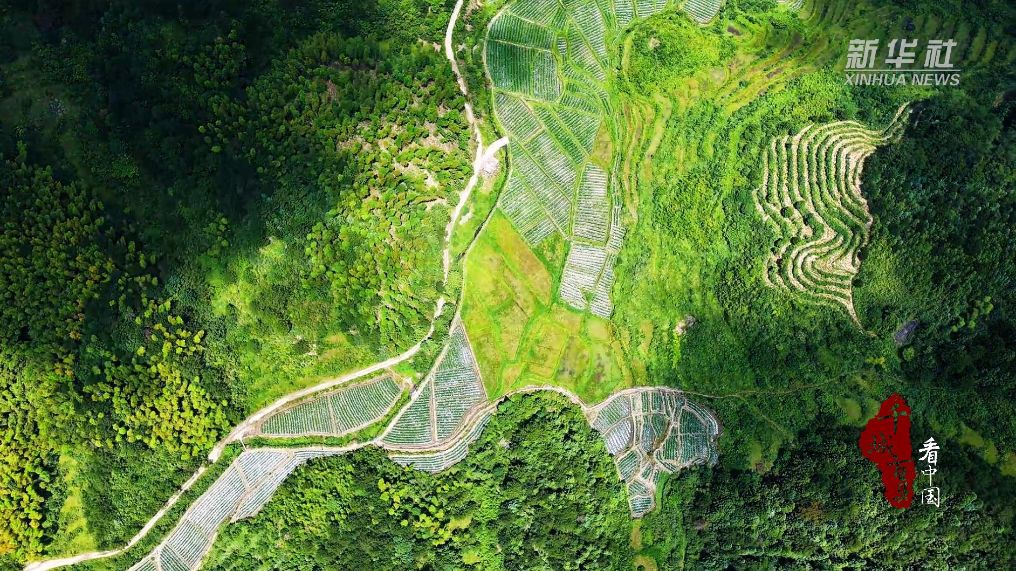 千城百县看中国｜福建寿宁：高山杭椒丰收直供杭州