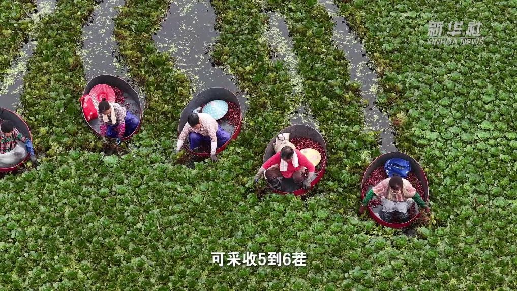 江苏淮安：菱角满塘采销旺