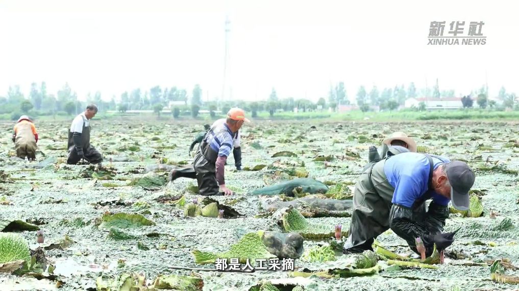 江苏宝应：芡实迎丰收 长成“致富果”
