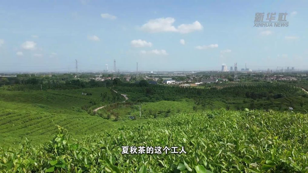 江苏省句容市：“废叶”变“金叶” 秋茶采摘带动村民增收